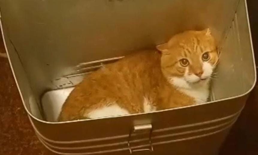 Супруги из Северодвинска, опубликовавшие видео с пытками и убийством кота, получили по 3 года колонии