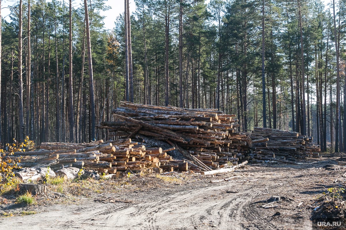 Учреждения ФСИН резко снизили заготовку леса из-за вербовки заключенных на войну и санкций