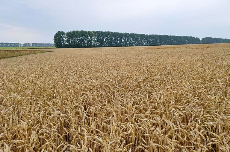 Казахстан введет новые ограничения на ввоз российской пшеницы с октября