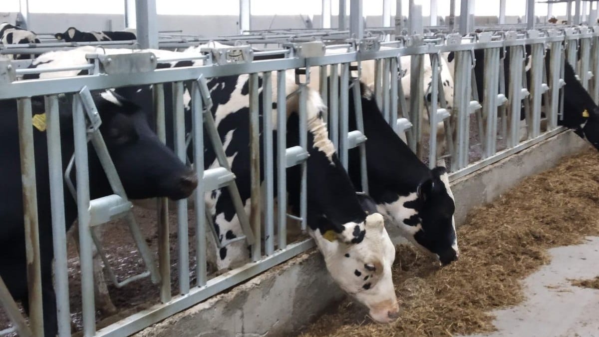 В Новосибирской области ввели режим ЧС из-за массового заболевания скота 